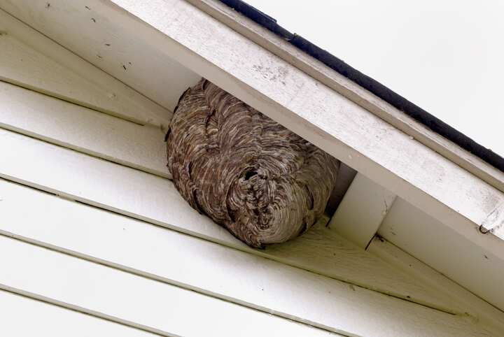tallahassee pest control